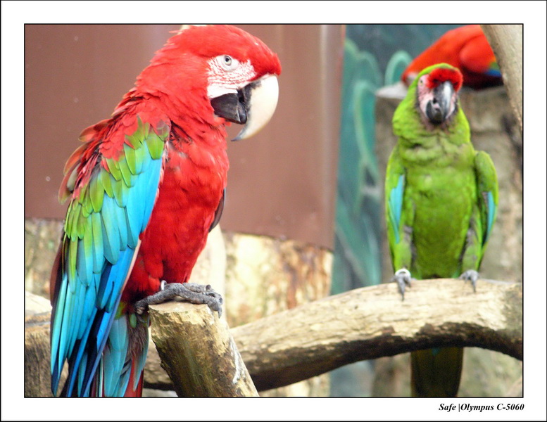 2005 - 06 - Jurong Birdpark 40.JPG